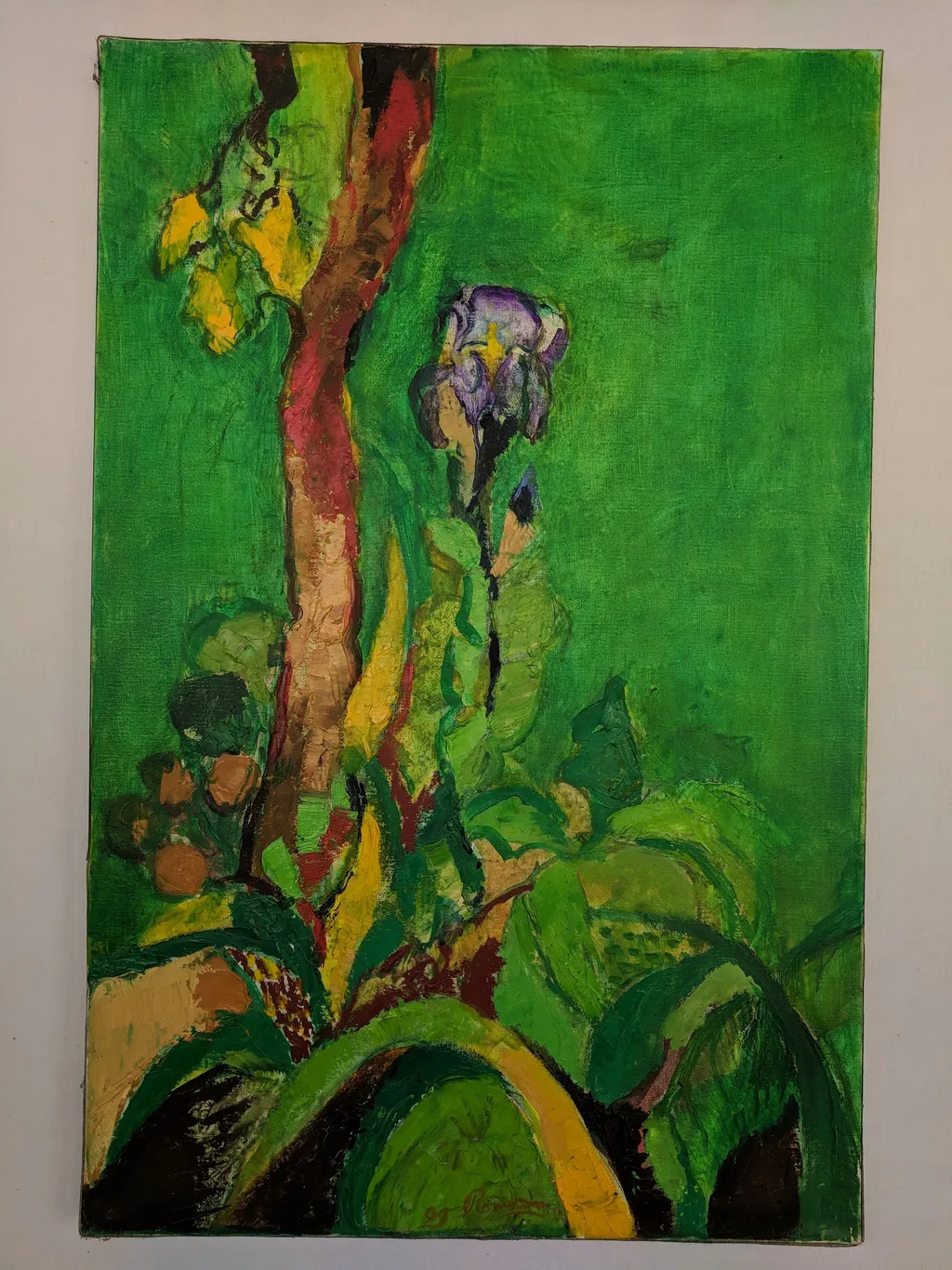 Iris au pied du vigne